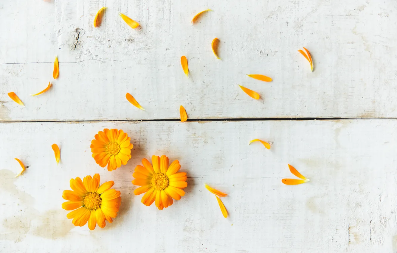Photo wallpaper flowers, yellow, background, petals, calendula