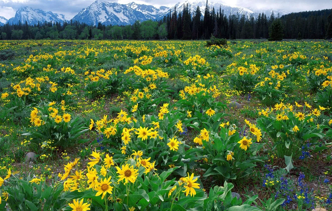Photo wallpaper flowers, mountains, Wyoming