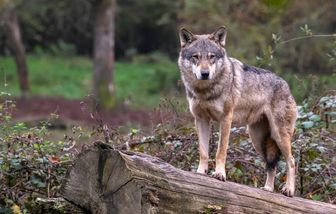 Photo wallpaper forest, look, face, branches, nature, pose, grey, background