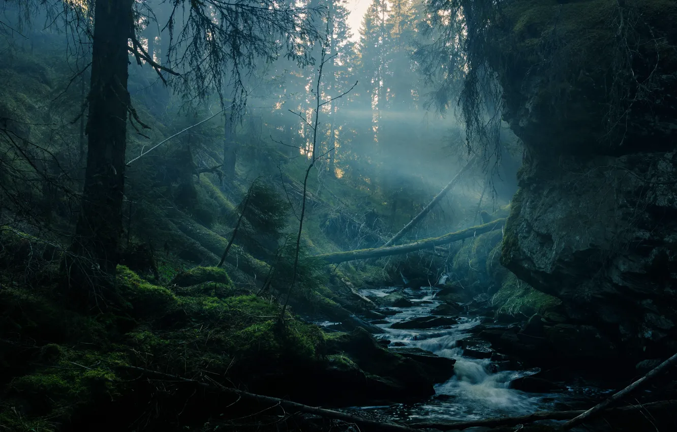Photo wallpaper forest, rays, light, trees, branches, fog, stream, stones