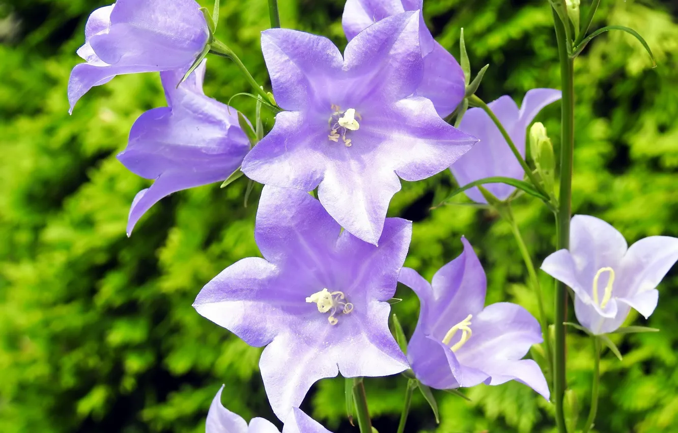 Photo wallpaper greens, flowers, bells