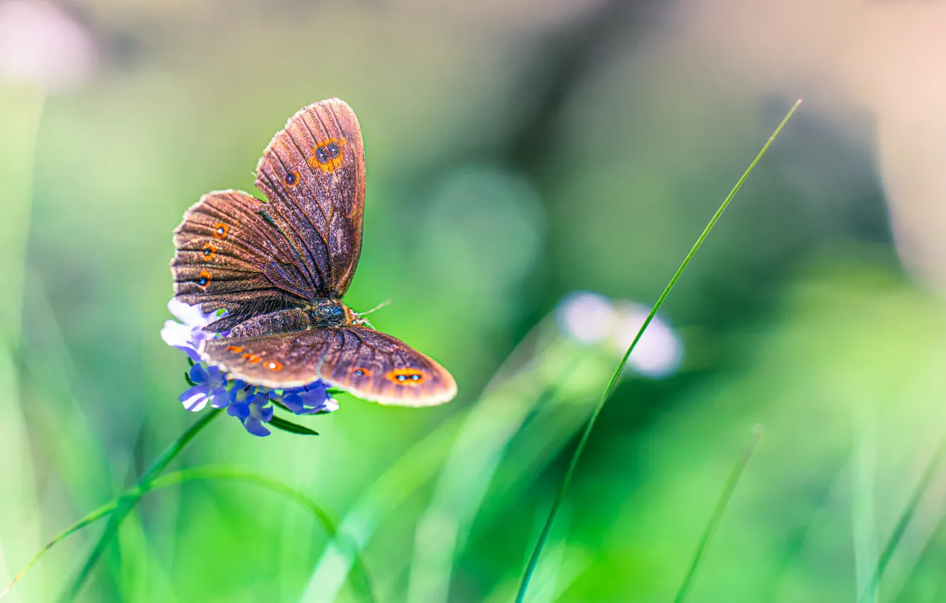 Photo wallpaper grass, butterfly, wings