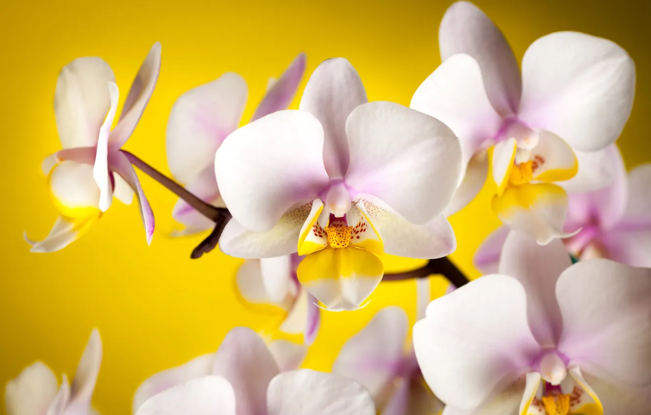 Photo wallpaper flowers, yellow, background, petals, white, orchids