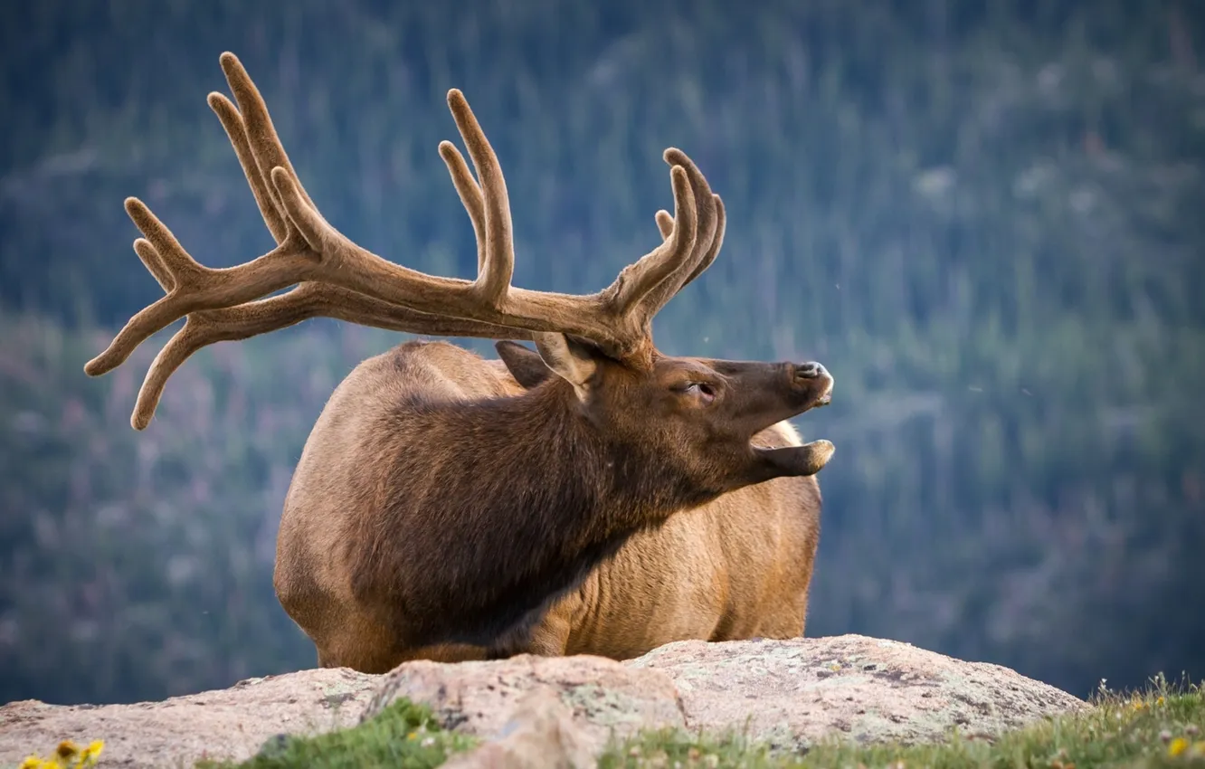 Photo wallpaper stone, deer, horns