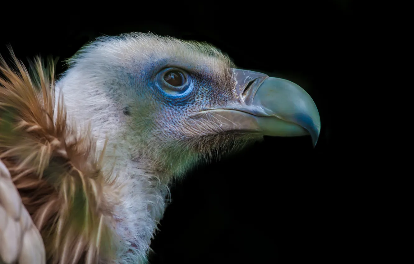 Photo wallpaper macro, beak, eagle