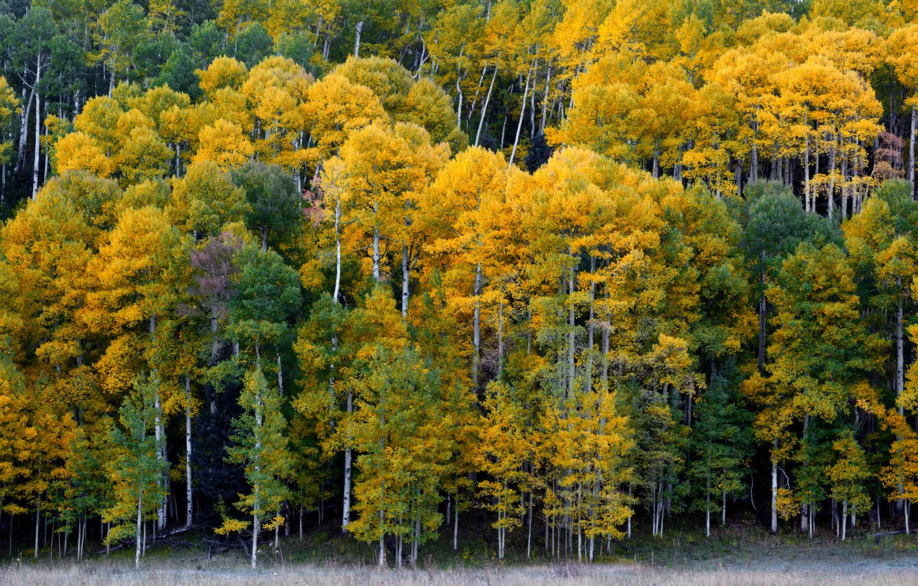 Photo wallpaper autumn, forest, trees, Colorado, Colorado, Ridgway, Ridgway
