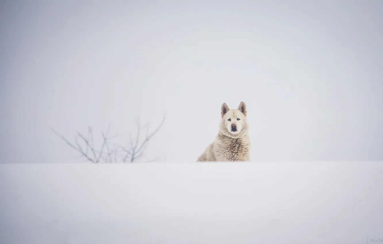 Photo wallpaper winter, white, face, snow, dog, dog