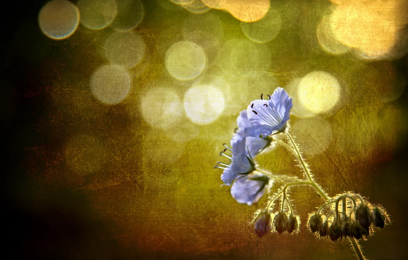 Photo wallpaper flower, style, background