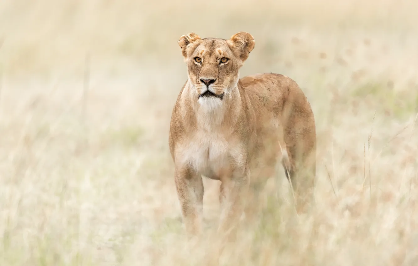 Photo wallpaper grass, Savannah, Africa, lioness, wild cat