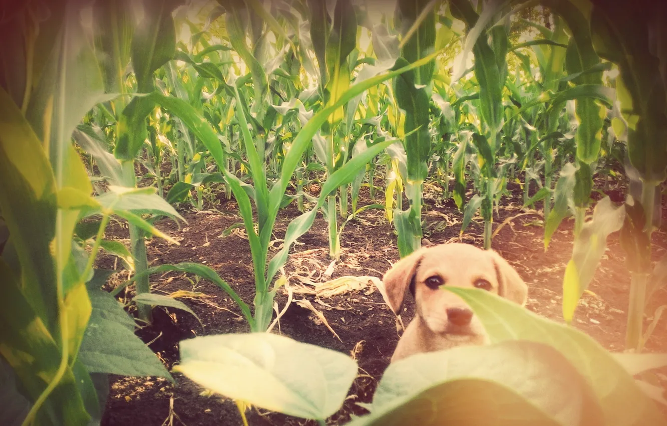 Photo wallpaper Dog, corn, friend