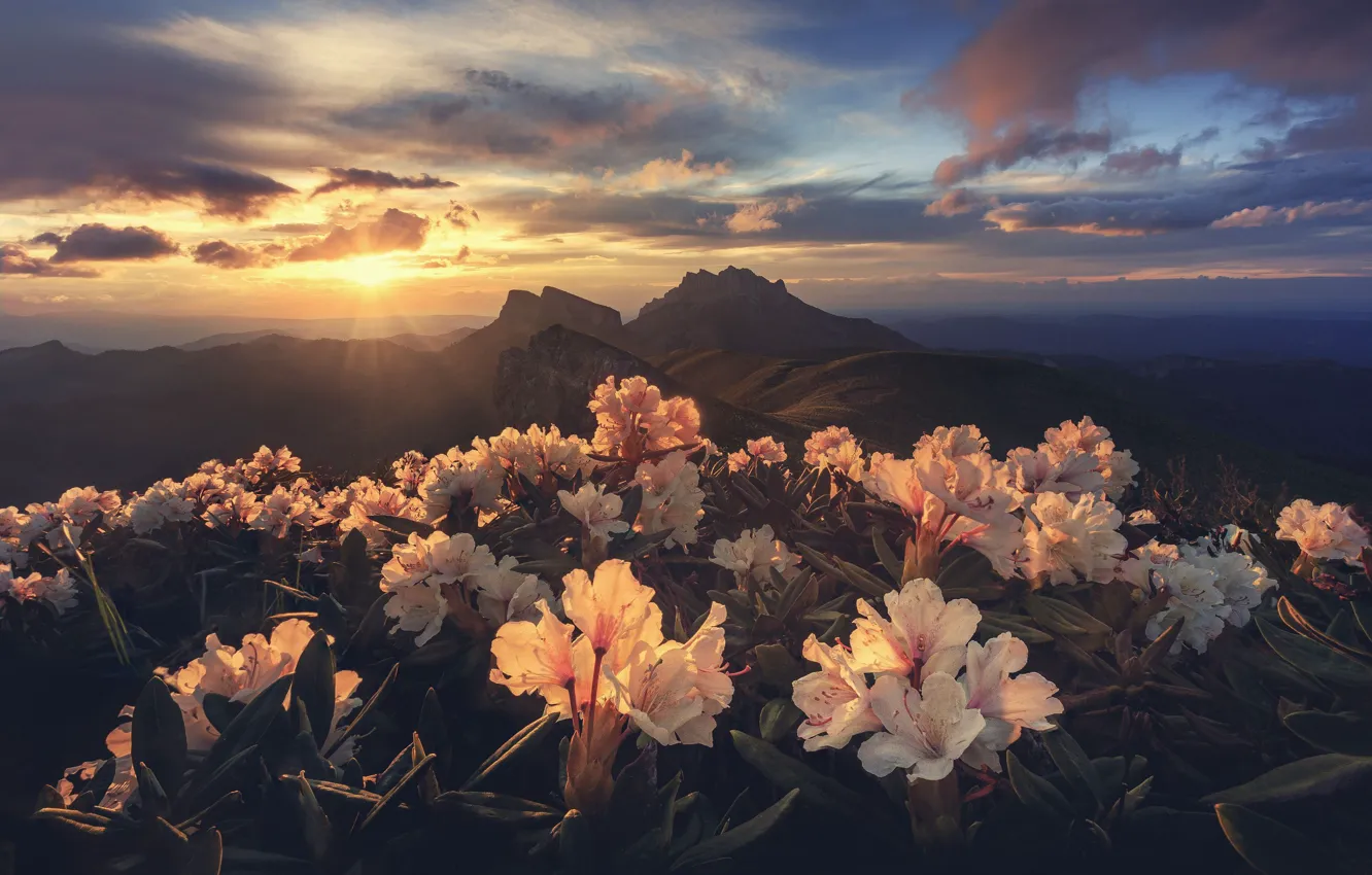 Photo wallpaper the sun, light, flowers, mountains, morning