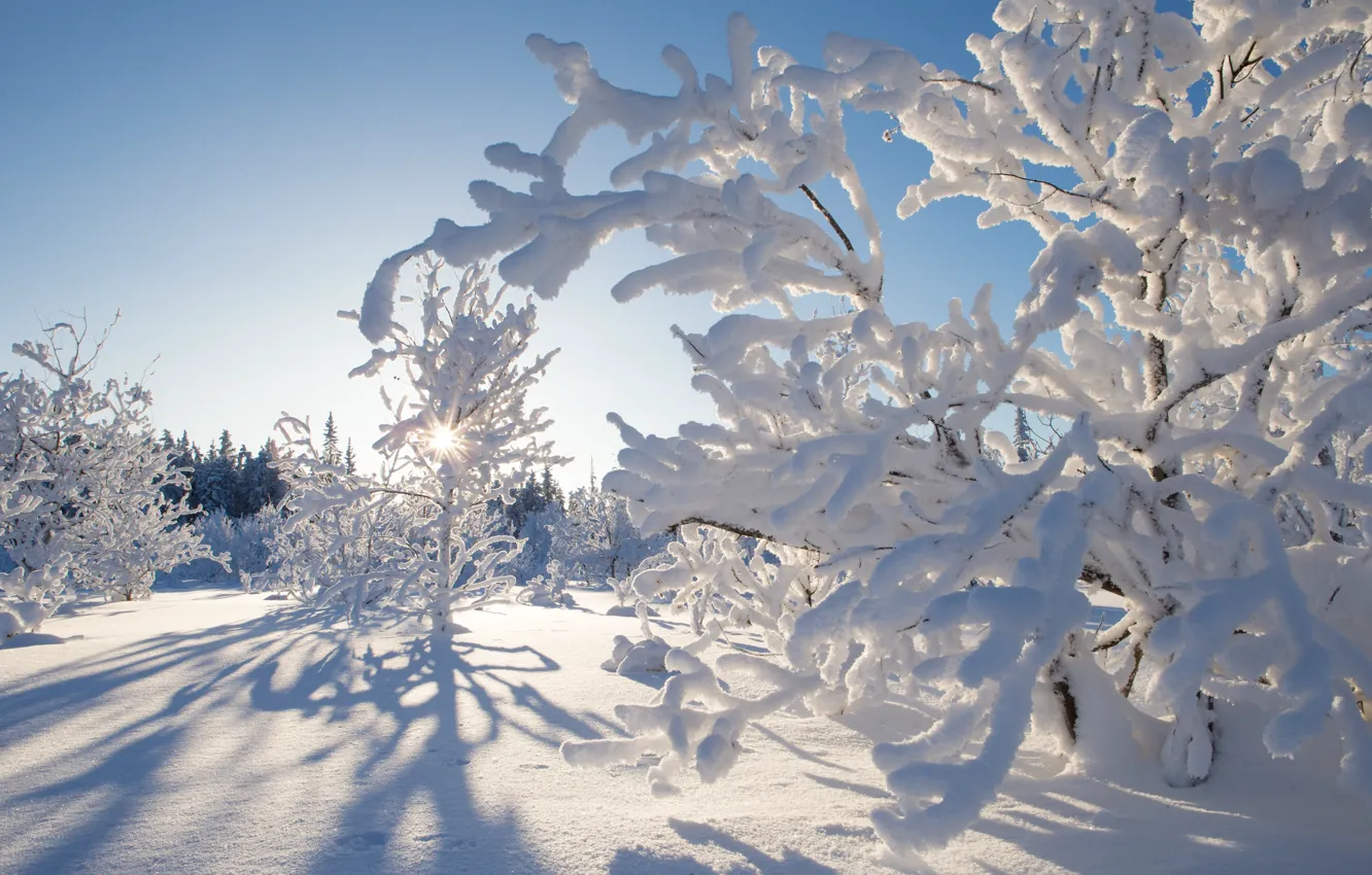 Photo wallpaper winter, snow, trees, Canada, Canada, Northwest Territories, Northwest territories, Kakisa