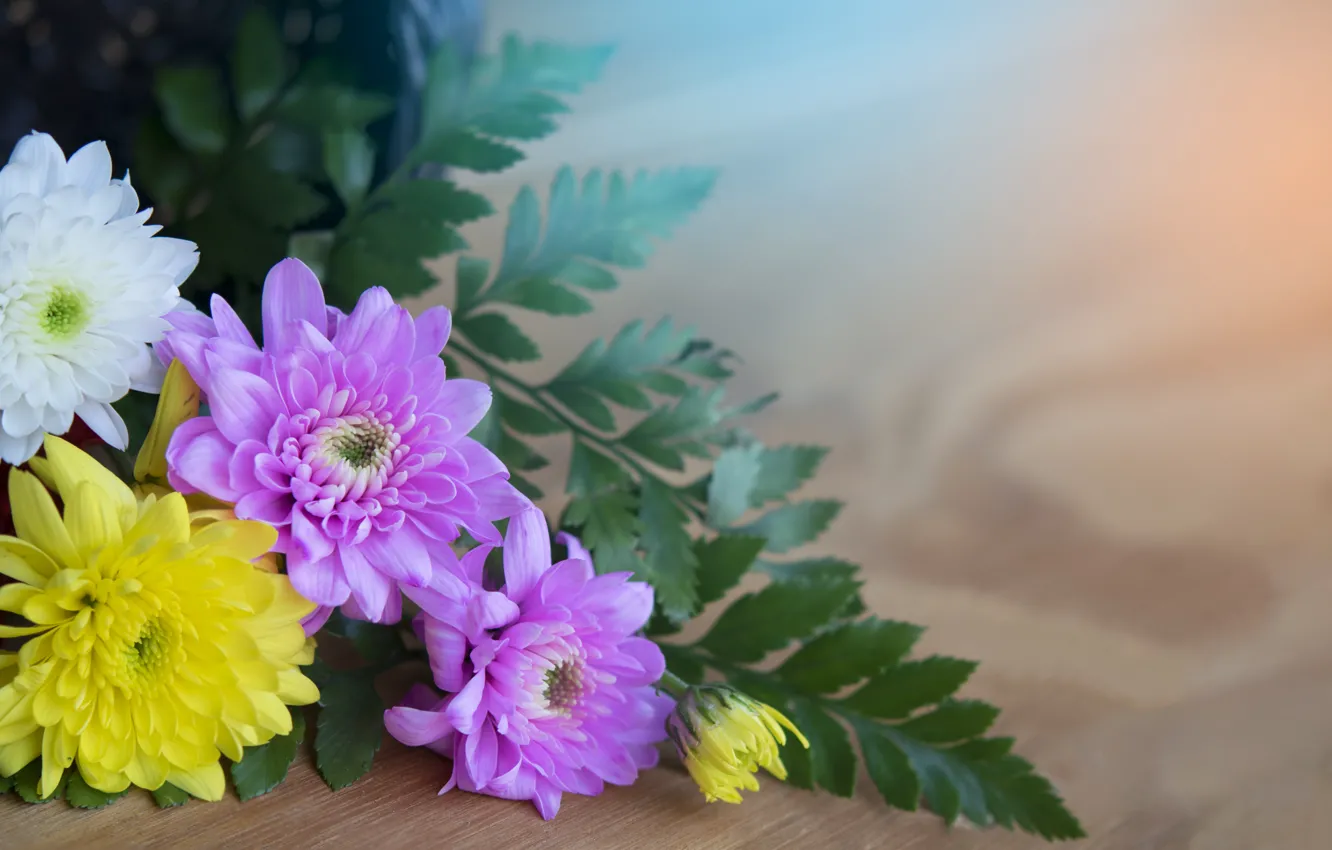 Photo wallpaper leaves, macro, flowers, bouquet, chrysanthemum, flowers, leaves, macro