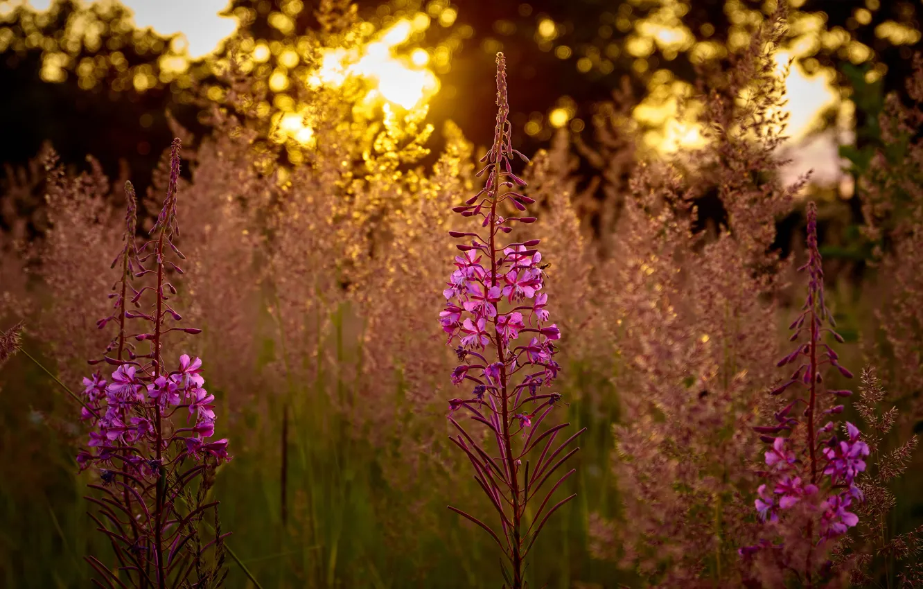 Photo wallpaper flowers, pink, Ivan-tea, fireweed