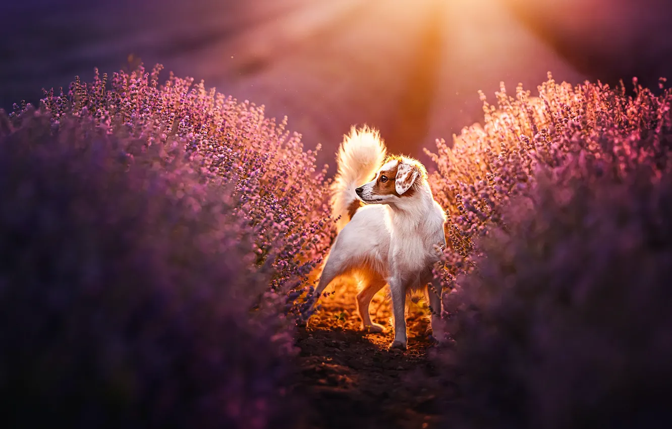 Photo wallpaper dog, lavender, kooikerhondje