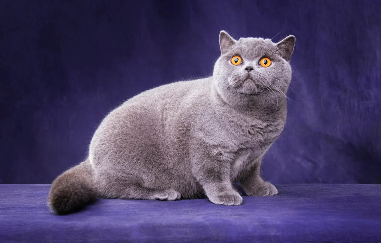 Photo wallpaper cat, cat, look, pose, grey, sweetheart, legs, muzzle