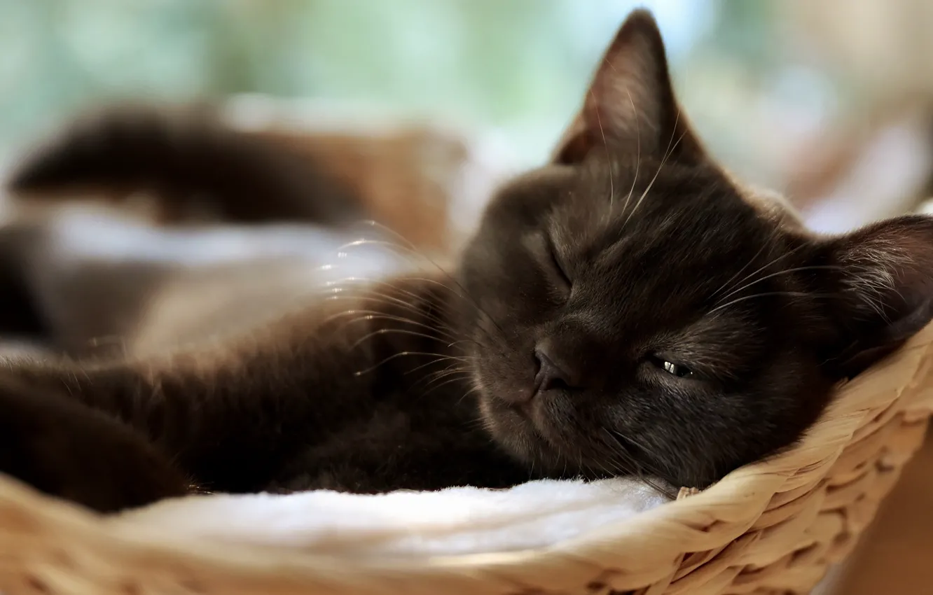 Photo wallpaper cat, kitty, stay, black, sleeping, lies