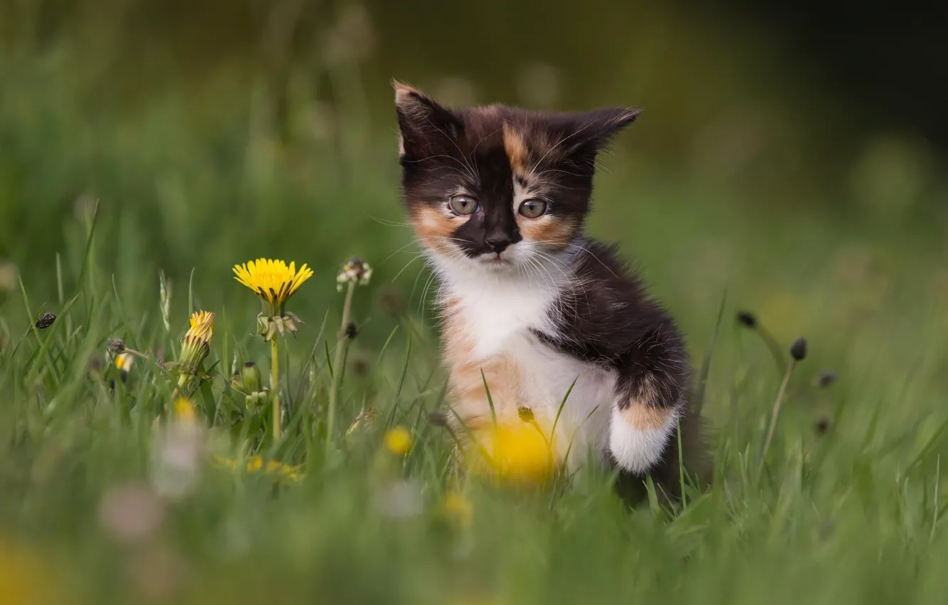 Photo wallpaper cat, grass, flowers, nature, kitty, dandelions