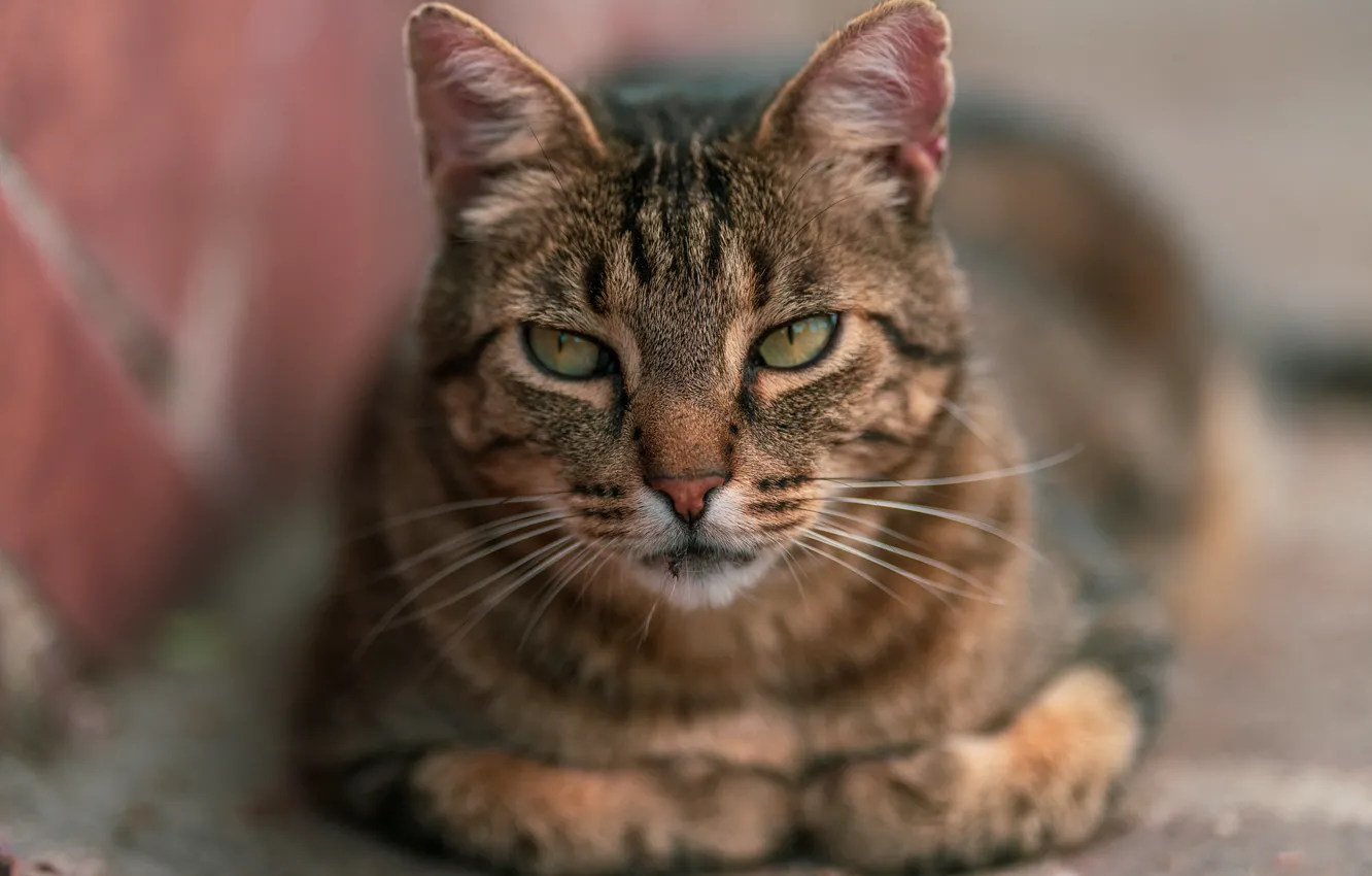 Photo wallpaper cat, cat, look, face, pose, grey, background, portrait