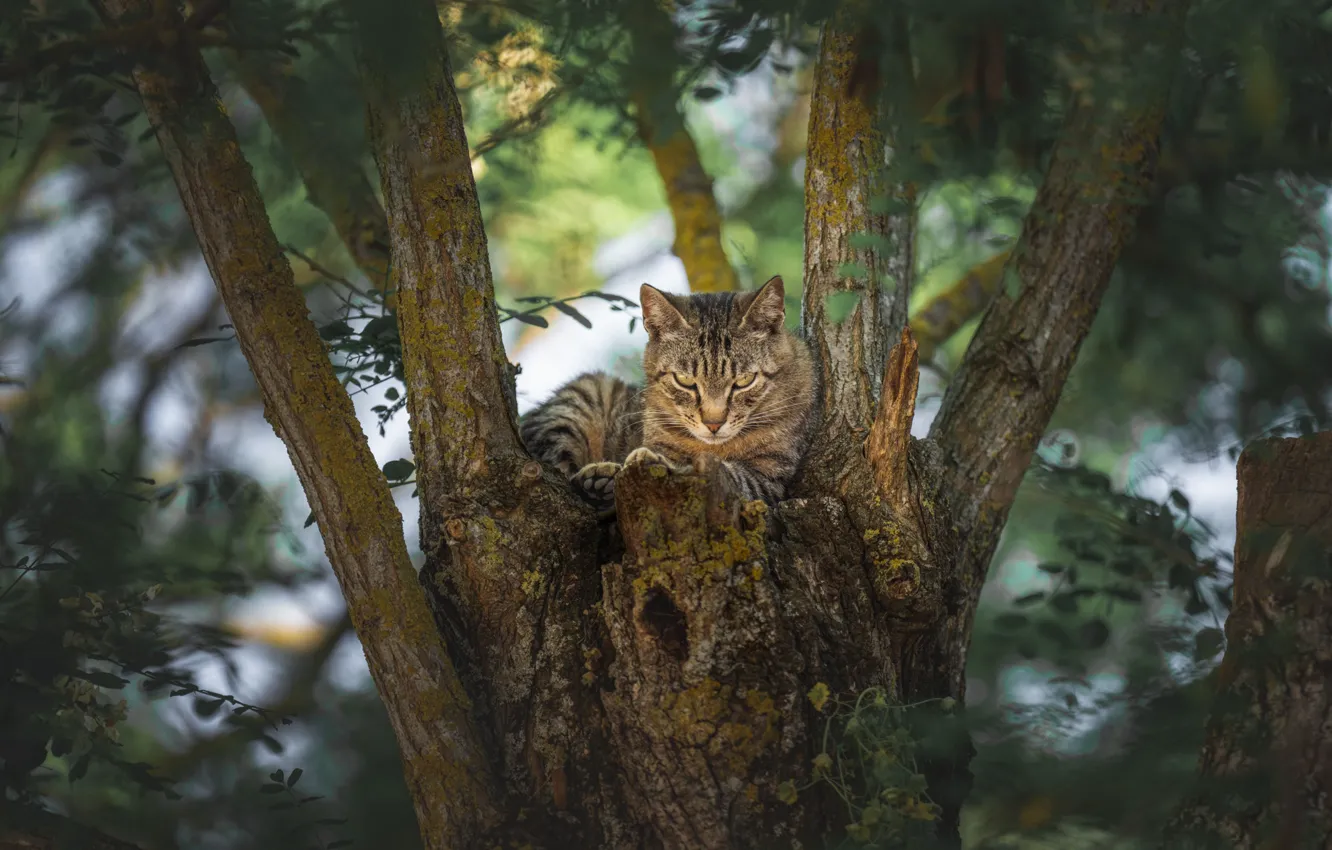 Photo wallpaper cat, look, on the tree