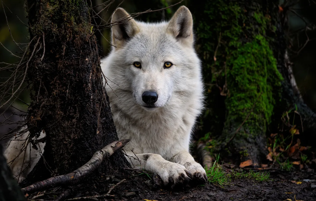 Photo wallpaper Predator, nature, snow, face, animal, wolf, canis lupus, wildlife