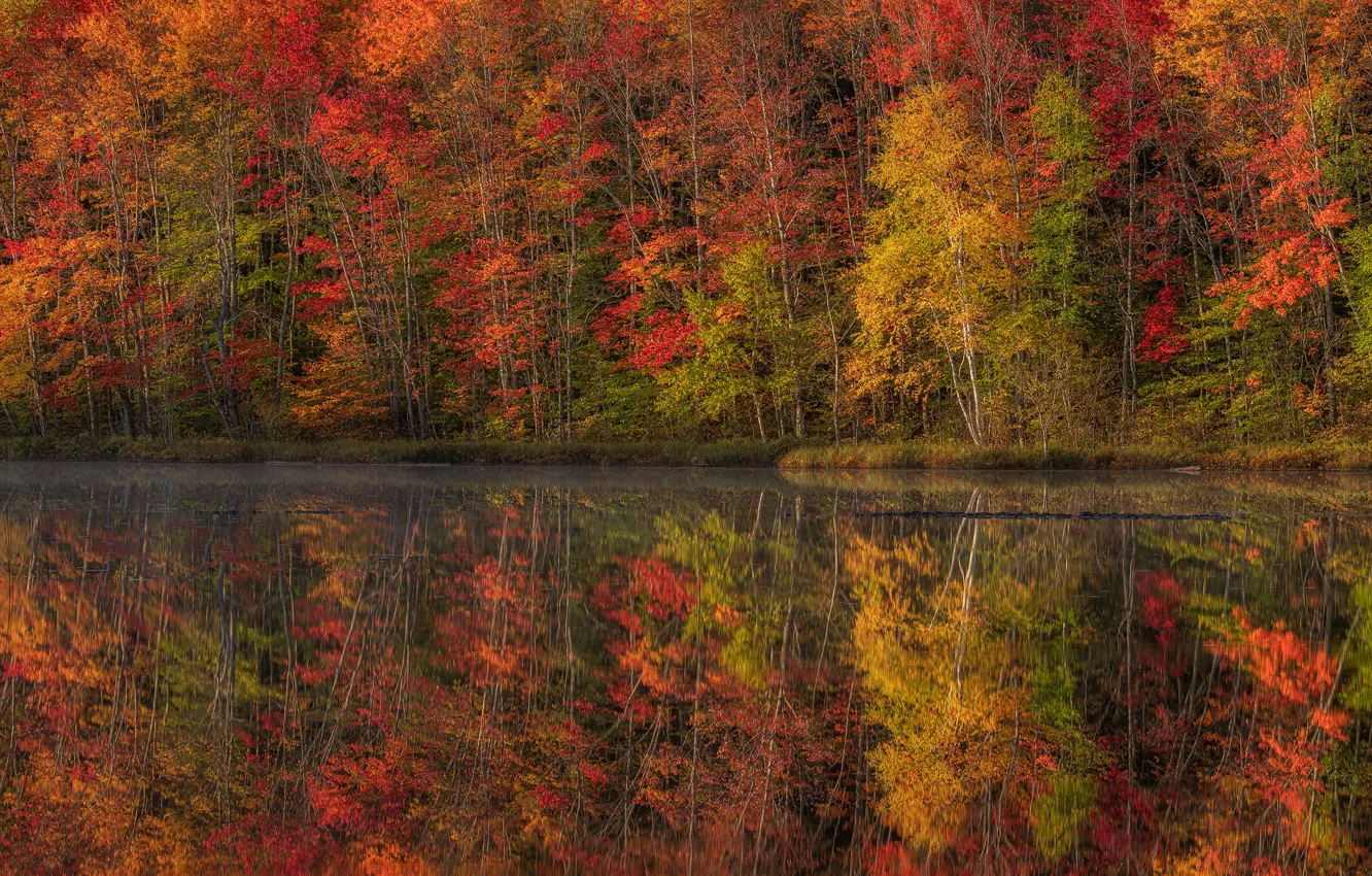 Photo wallpaper autumn, forest, reflection, pond