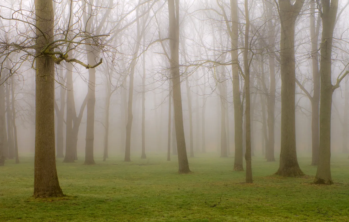 Photo wallpaper trees, nature, fog, Park
