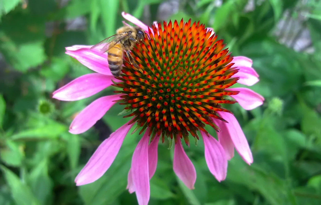Photo wallpaper summer, flowers, bee, Echinacea, hard worker
