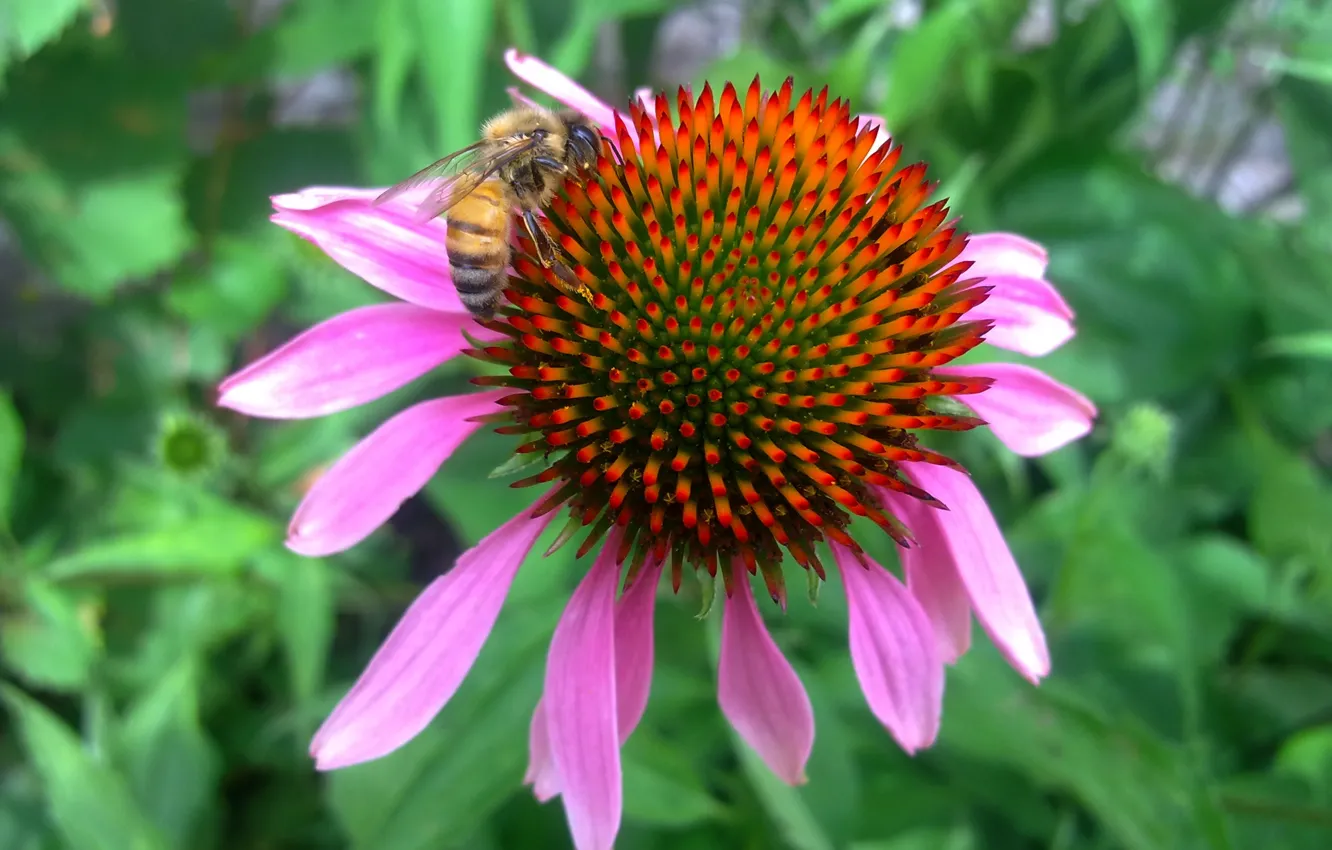 Photo wallpaper flower, summer, Bee, Echinacea, hard worker