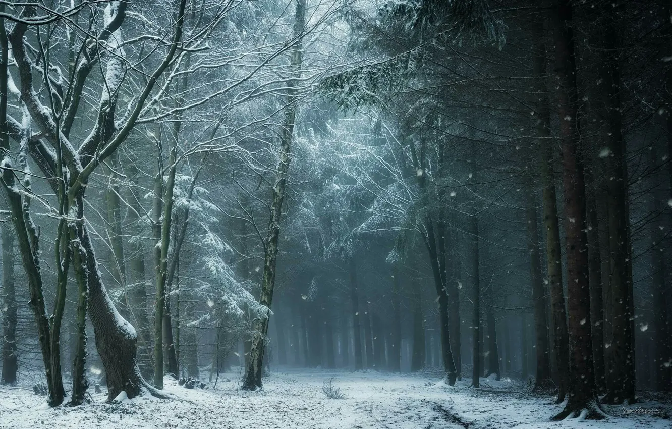 Photo wallpaper winter, forest, snow, trees, nature
