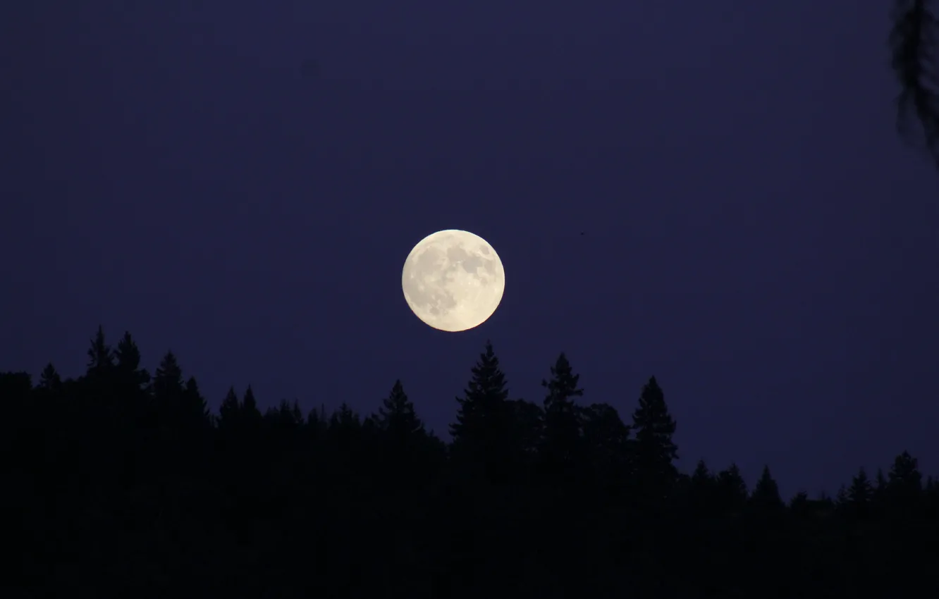 Photo wallpaper the sky, trees, night, nature, the moon, the full moon