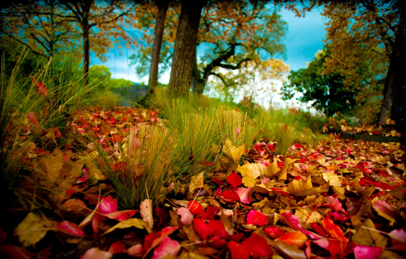 Photo wallpaper autumn, trees, nature, foliage