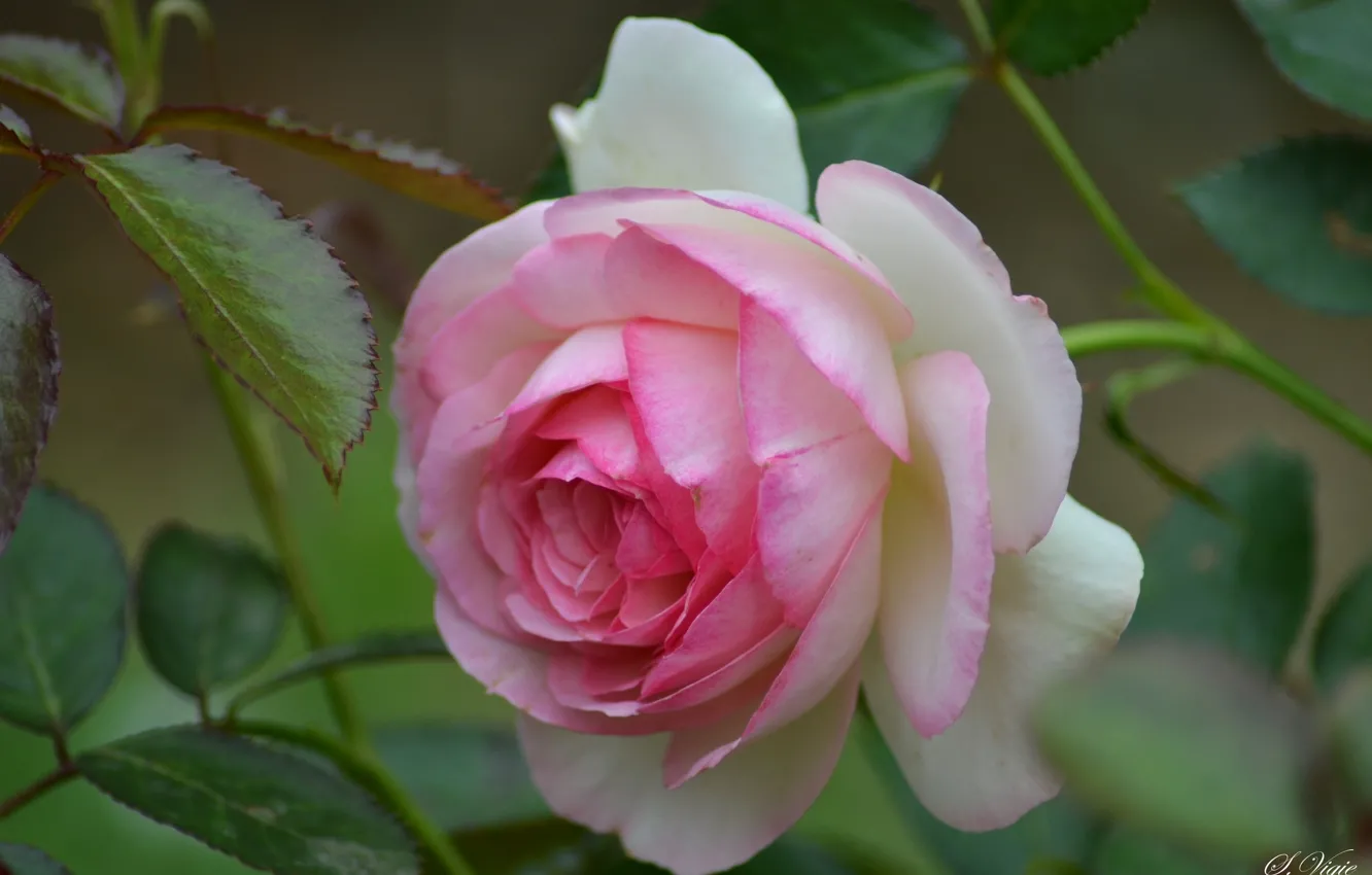 Photo wallpaper leaves, macro, roses, petals, buds