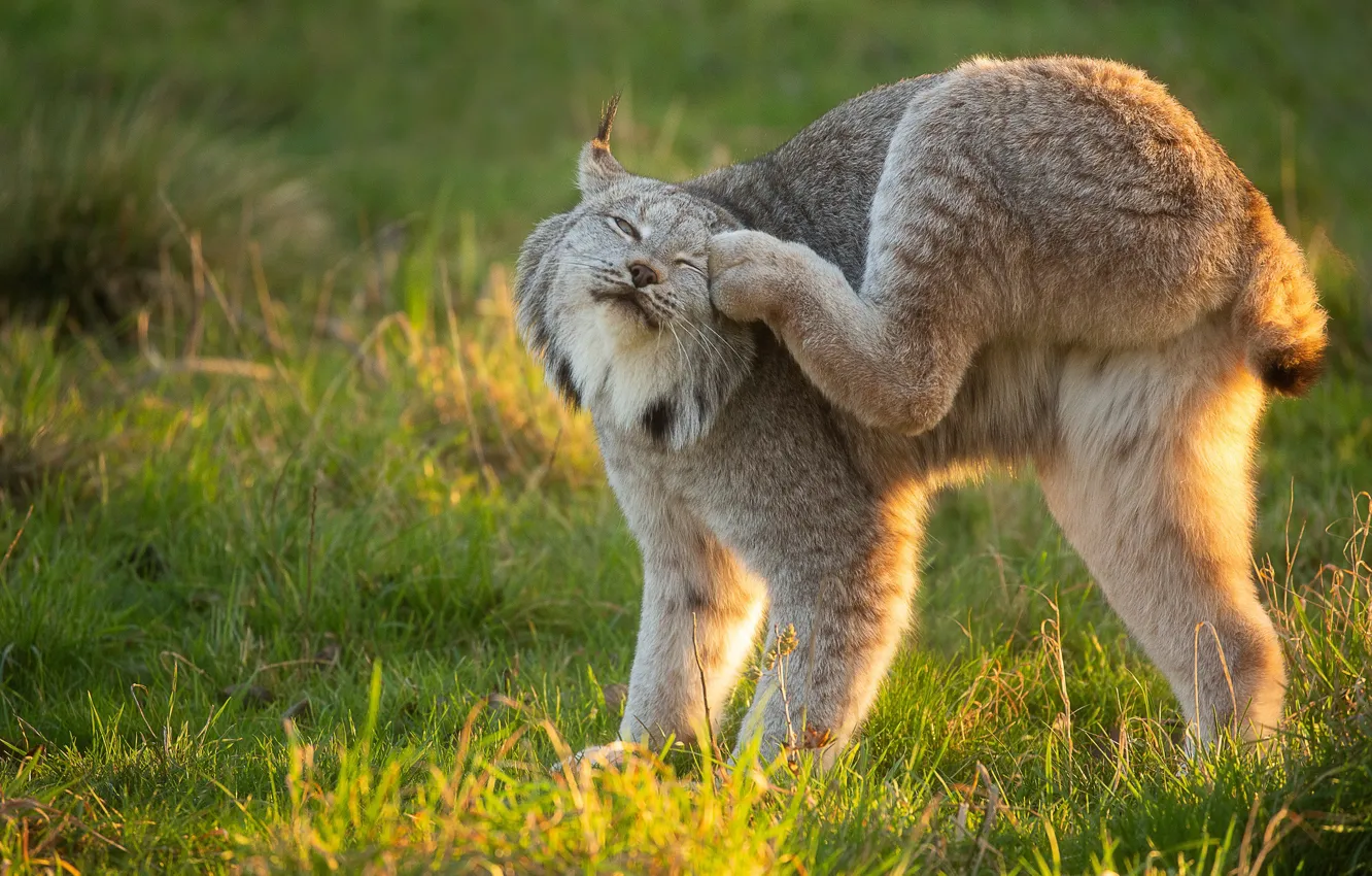 Photo wallpaper ass, grass, face, light, pose, glade, paws, fluffy