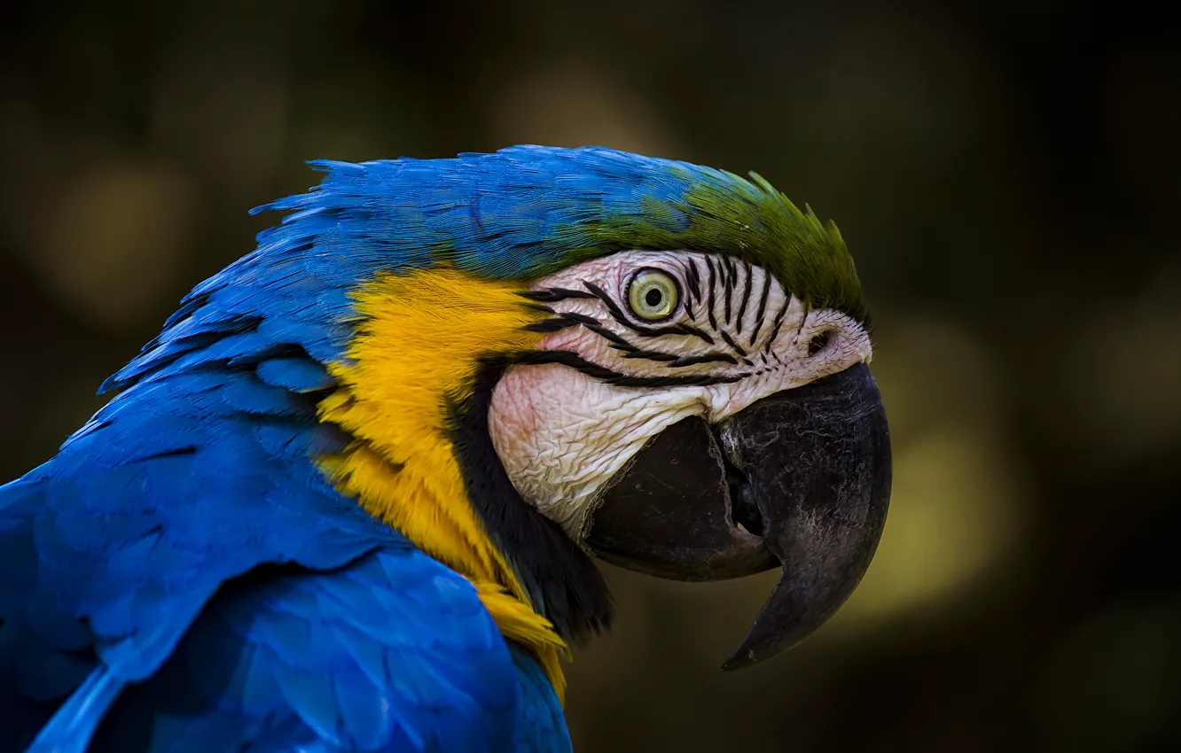 Photo wallpaper bird, parrot, Blue-and-yellow macaw