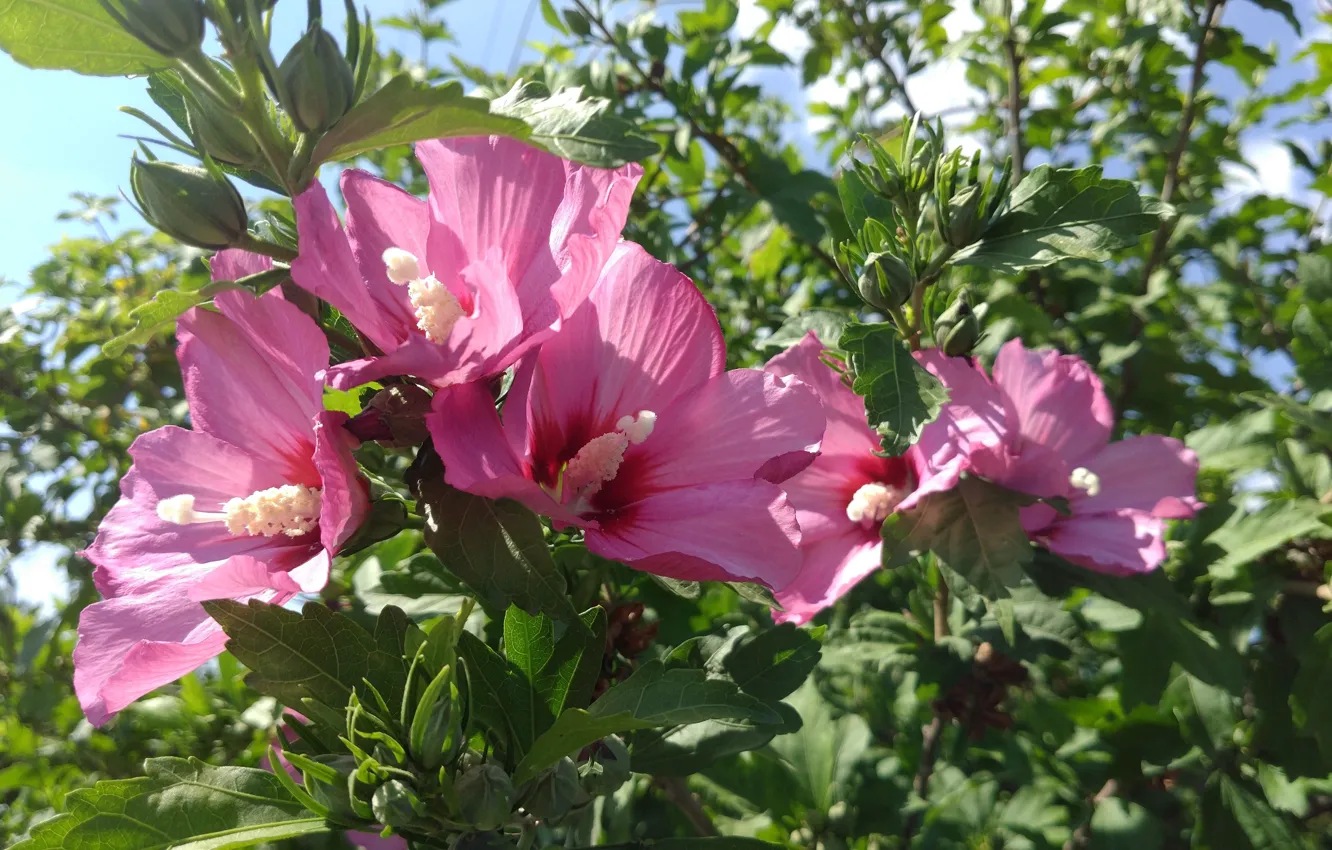 Photo wallpaper summer, leaves, flowers, Hibiscus syriacus, Meduzanol ©