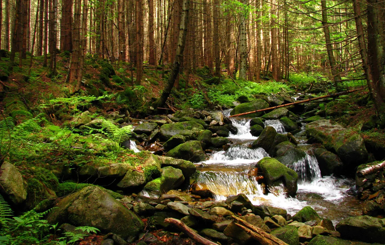 Photo wallpaper Ukraine, Gorgan, Transcarpathia, Forest stream