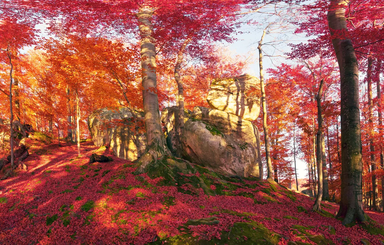 Photo wallpaper autumn, forest, leaves, the sun, trees, stones, moss, Ukraine