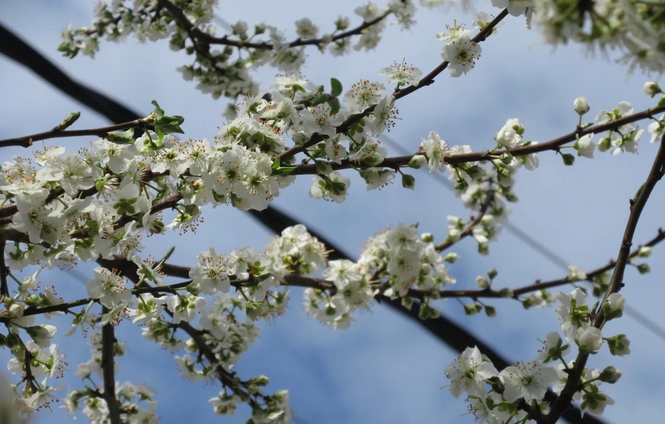 Photo wallpaper flowers, branches, April, spring 2018, Meduzanol ©