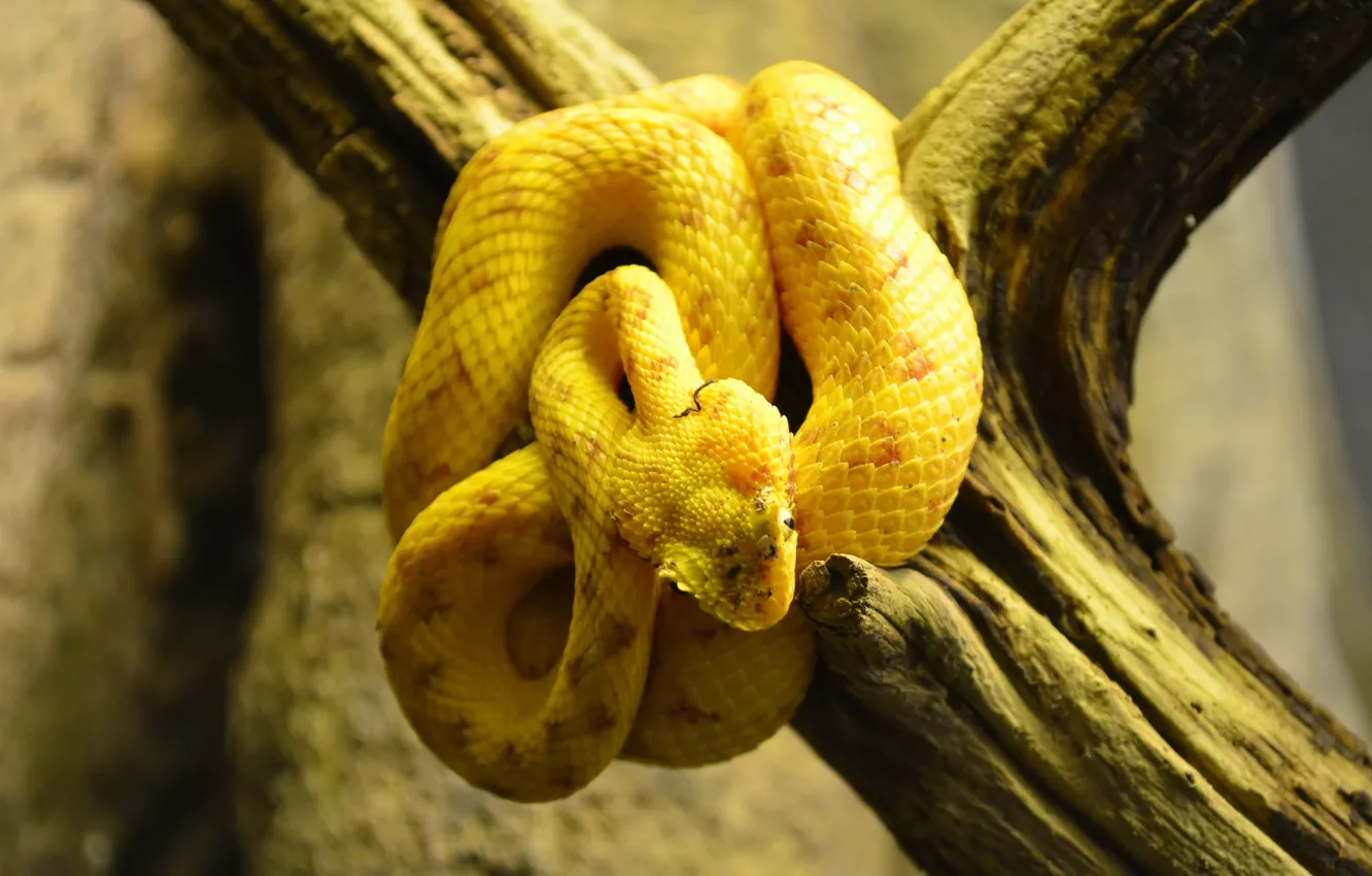 Photo wallpaper snake, branch, yellow