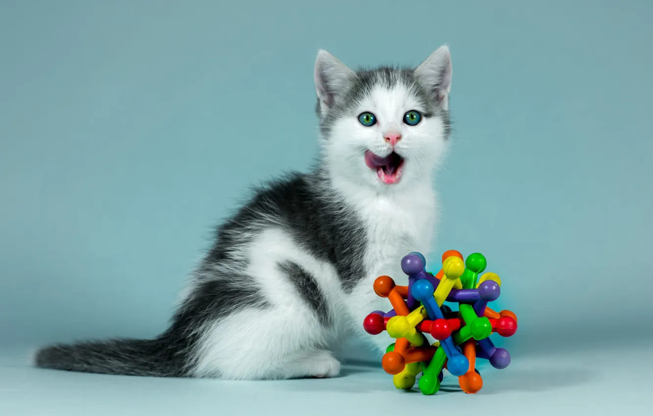 Photo wallpaper language, cat, look, kitty, background, blue, black and white, toy