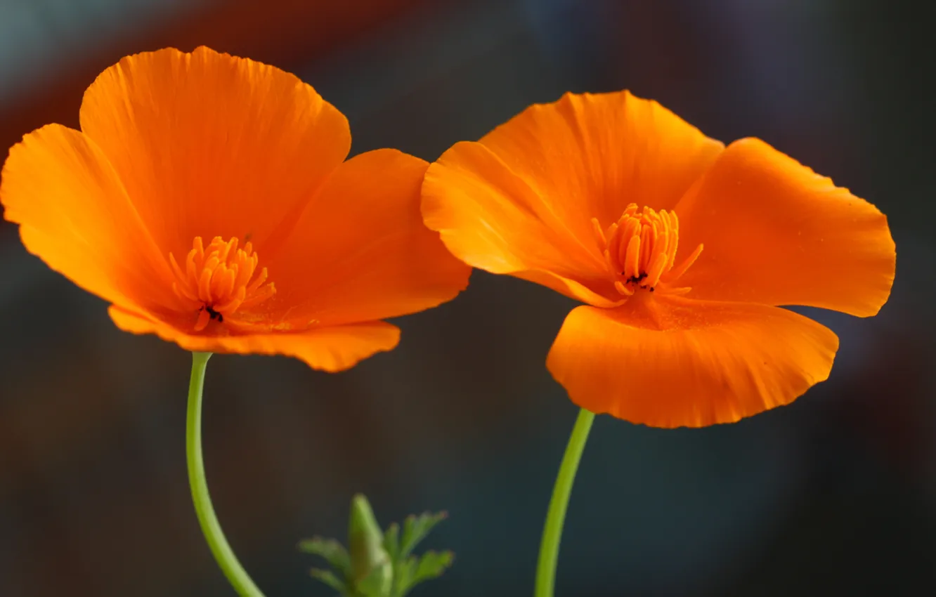 Photo wallpaper macro, nature, petals, stem