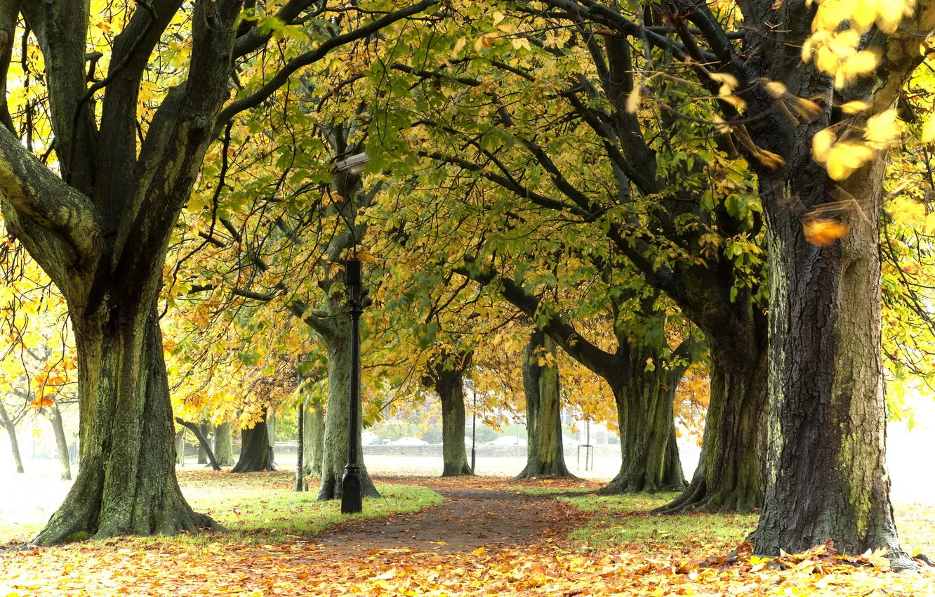 Photo wallpaper autumn, trees, nature, Park