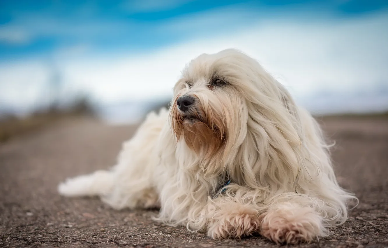 Photo wallpaper look, each, dog