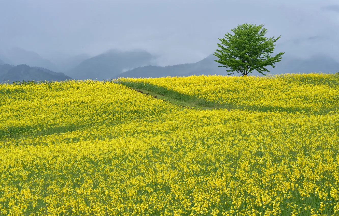 Photo wallpaper trees, rape, rapeseed field