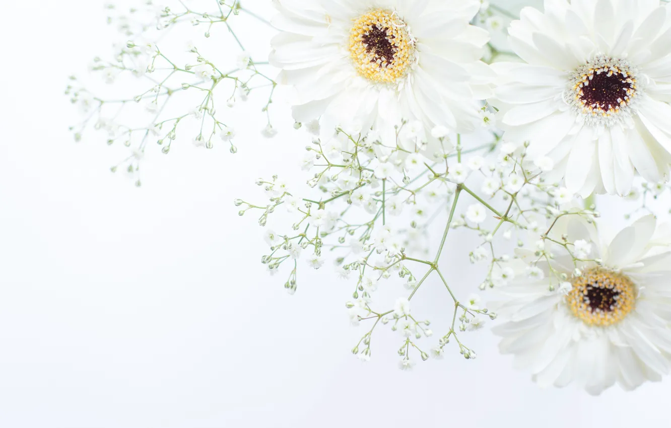 Photo wallpaper flowers, gerbera, white