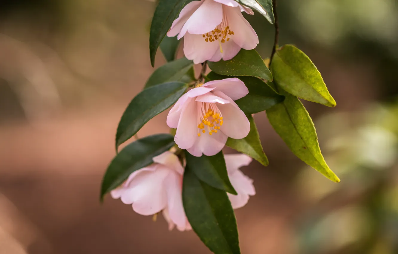 Photo wallpaper leaves, macro, background, branch, pink, flowers, Camellia