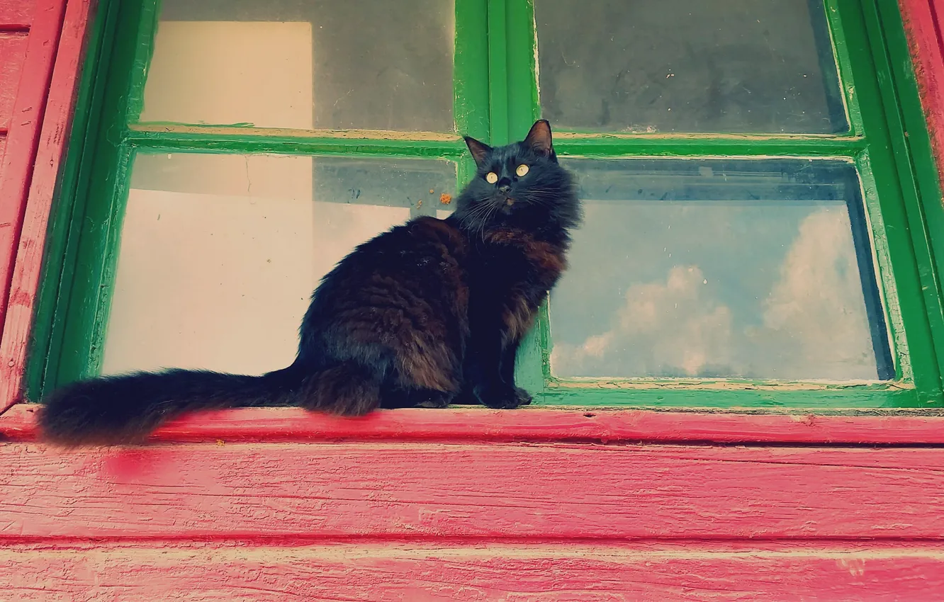Photo wallpaper cat, cat, look, Koshak, window, fluffy