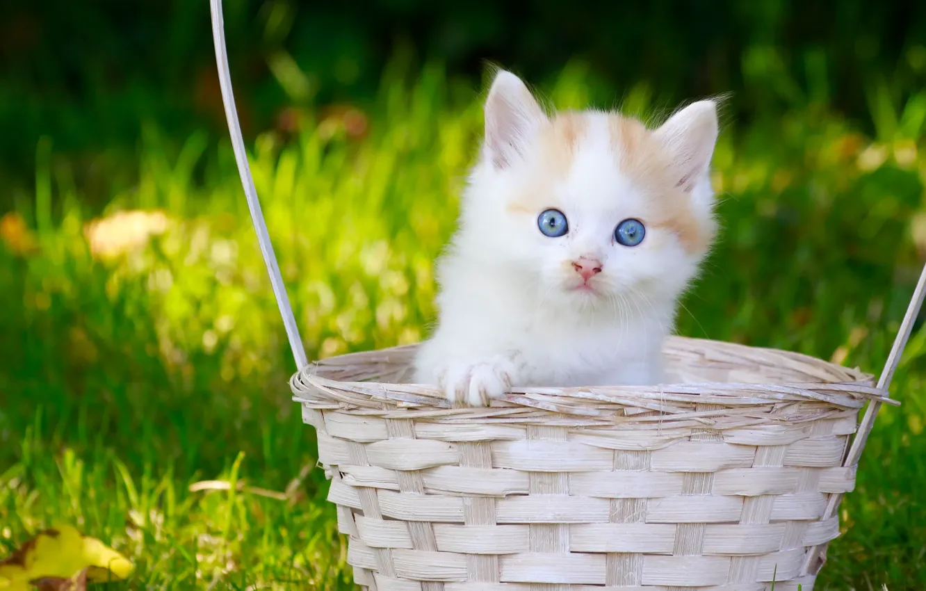 Photo wallpaper look, basket, baby, kitty, blue eyes