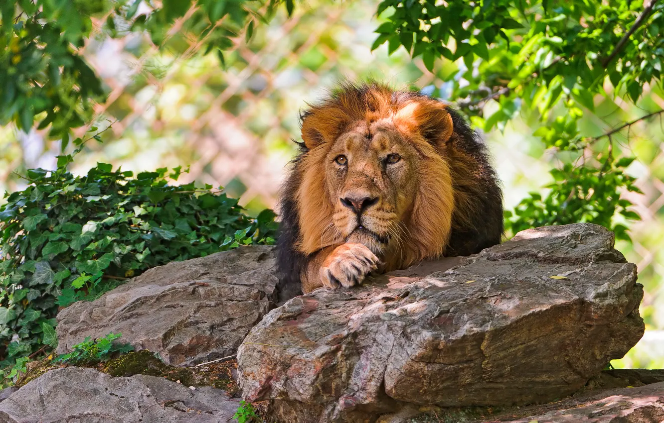 Photo wallpaper stones, stay, shadow, Leo, lies, looks